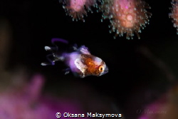 Juvenile Harlequin Sweet Lips (Plectorhinchus chaetodonoi... by Oksana Maksymova 